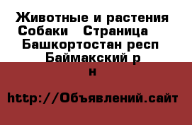 Животные и растения Собаки - Страница 2 . Башкортостан респ.,Баймакский р-н